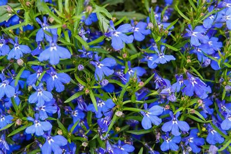 20 Blue Perennials for your Garden - Garden Lovers Club | Flowers perennials, Perennials, Blue ...