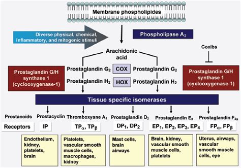 Production and actions of prostaglandins and thromboxane. Arachidonic ...