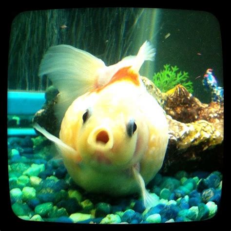 Pearlscale Goldfish | Fish pet, Goldfish, Under the sea