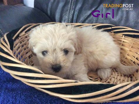 Shmoodles | Chihuahua puppies for sale, Chihuahua puppies, Labradoodle puppy