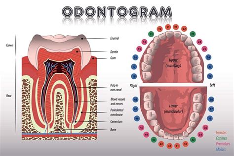 Tooth Eruption Timeline: When Do Molars Come in for Adults? - Healthrow.net