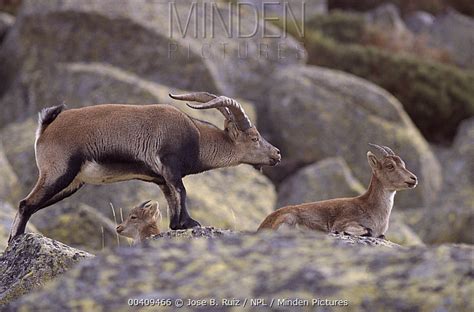 Pyrenean Ibex stock photo - Minden Pictures