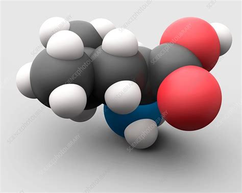 Leucine amino acid molecule - Stock Image - C030/0667 - Science Photo Library