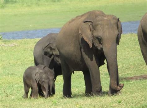 First elephant twins born in Sri Lanka