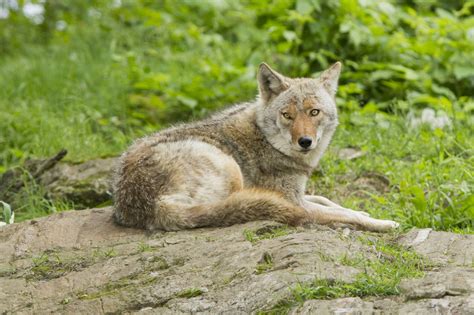 The Variety of Deciduous Forest Animals is Truly Mind-Boggling