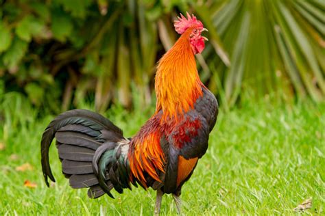 Pictures Of Roosters Crowing / Understanding why actually roosters crow ...