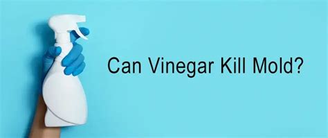 Can Vinegar Kill Mold? Ultimate Guide To Efficiently, Tackle Mold ...