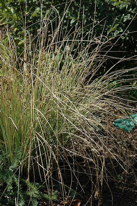 Blue Arrows Rush (Juncus inflexus 'Blue Arrows') in Kansas City ...