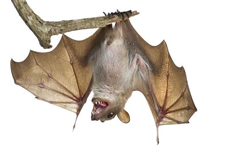 African Bats: Conservation in the Time of Ebola — Jen Guyton