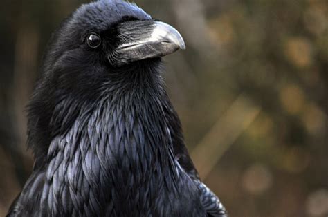 Ravens can remember the faces of humans who wronged them — Quartz