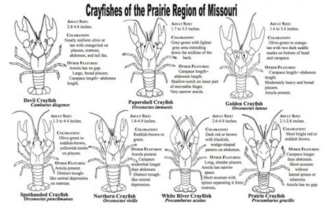 Crayfish of the Prairie Region of Missouri | Missouri's Natural ...