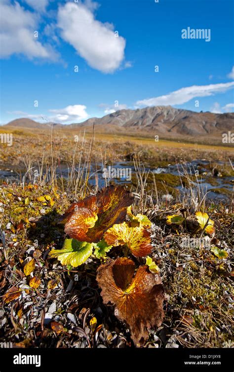 Alaska tundra hi-res stock photography and images - Alamy