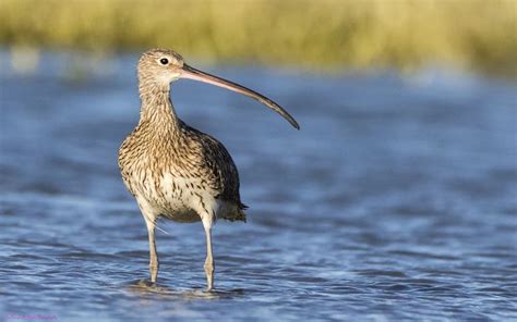 Eurasian Curlew