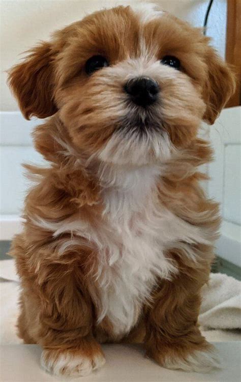 puppies — California Havanese in 2021 | Puppies, Havanese puppies, Havanese