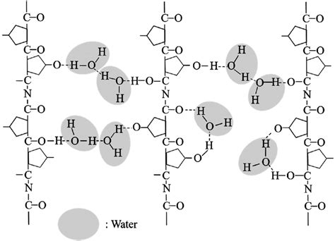 Schematic structure for collagen peptide chain with the water bridges. | Download Scientific Diagram