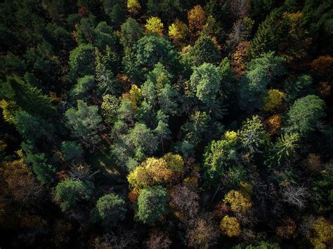 Forest Landscape - Aerial Photography Photograph by Nicklas Gustafsson ...