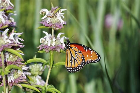 Queen Butterfly On Purple Wildflower Free Stock Photo - Public Domain ...