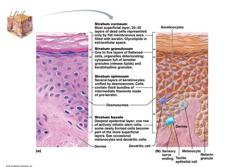 Drag The Labels Onto The Diagram To Identify The Layers Of The Epidermis