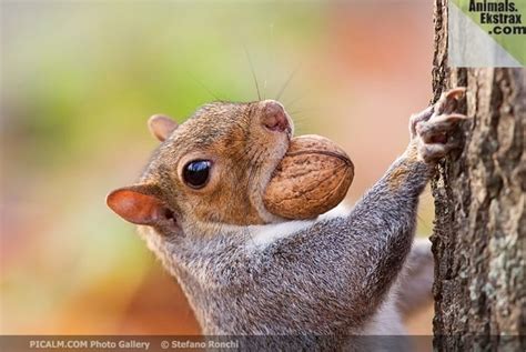 30 Pictures Of Animals Eating Their Favorite Food