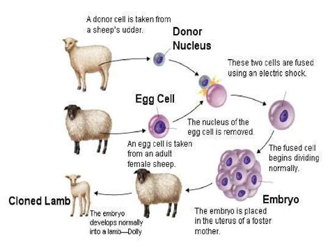 Animal cloning