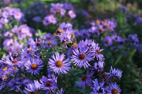 Symphyotrichum Novae-Angliae (New England Aster) – Mount Royal Seeds