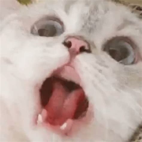 Cat Scared GIF - Cat Scared Reaction - Discover & Share GIFs