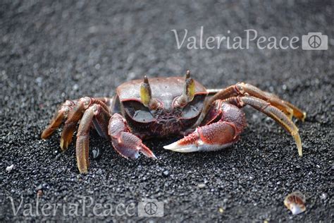 Ghost Crab Photo Black Sand Beach Hawaii Crab Picture - Etsy