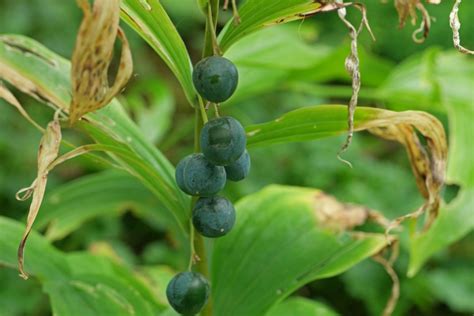 Polygonatum multiflorum