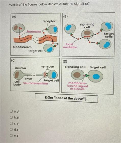 Solved Which of the figures below depicts autocrine | Chegg.com