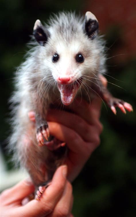 Caring for Baby Possums | Baby opossum, Baby possum, Opossum