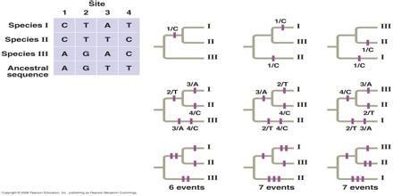 Maximum Parsimony Phylogenetics - Assignment Point