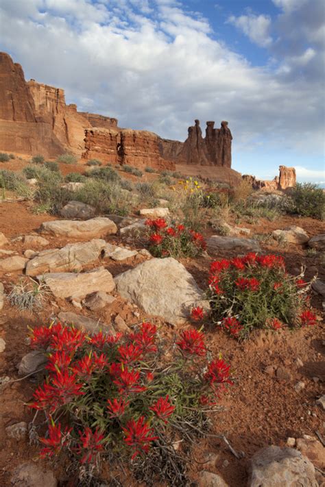 Desert Wildflowers: The West's Spring Treat | Via