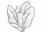 Lettuce Coloring Pages Vegetables Clip Color Names Clipart Without  sketch template