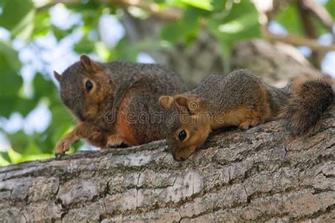 Baby Squirrel in a Tree stock photo. Image of fauna, branch - 82802302