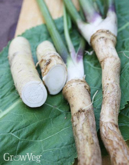 How to Grow, Harvest and Prepare Horseradish