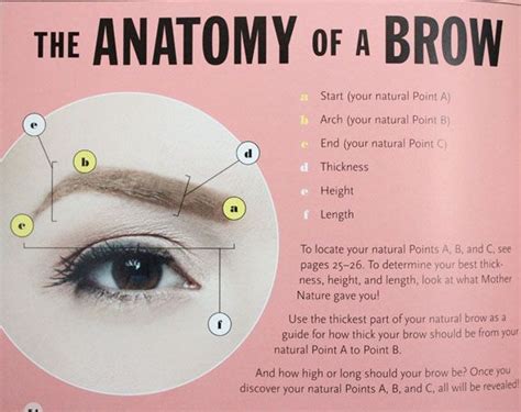 the anatomy of a brow | Perfect brows, Eyebrow game, Brows