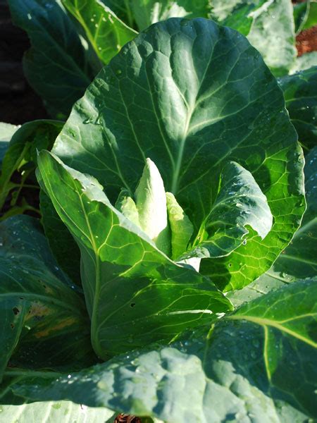 Cabbage Varieties, Varieties of Cabbage