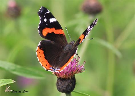 Birding with Lisa de Leon: A Beautiful Red Admiral Butterfly