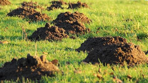 Pest Control: Moles - Advanced Lawn Solutions