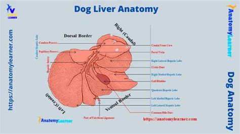 Dog Liver Anatomy - Canine Hepatic Lobes with Diagram » AnatomyLearner >> The Place to Learn ...