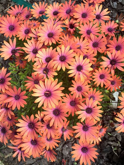 Osteospermum | African Daisy Sunset | Serenity Bronze | My Garden ...