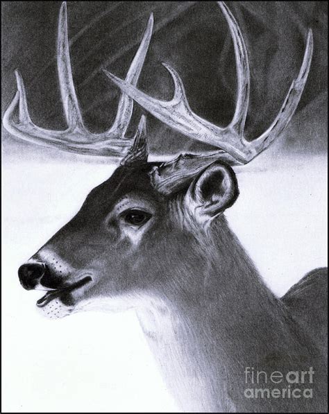 Pencil Realistic Deer Drawing | ubicaciondepersonas.cdmx.gob.mx