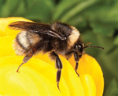 Environment Canada Ignores Endangered Species Request: Wild Bees In Peril