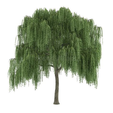 Tree Isolated. Salix Willow Stock Photos - Image: 35416383