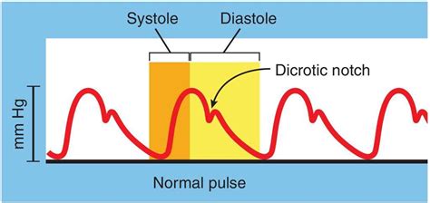 Physiology, Full size, Cardiovascular