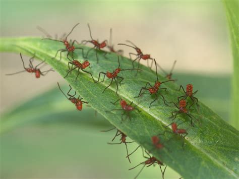 identification - Can anybody identify these small, red insects? - Gardening & Landscaping Stack ...