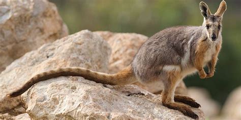 Yellow-footed Rock-wallaby Facts & Information - Monarto Safari Park