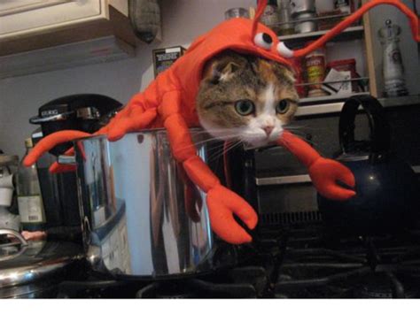 28 Adorable Cat Halloween Costumes That Will Make You Laugh