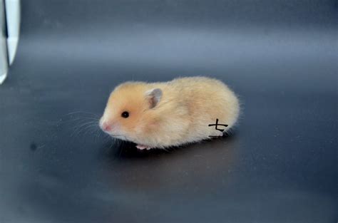 Syrian hamster yellow