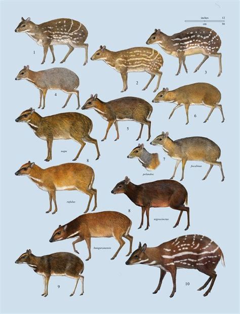 Mammals, Animals, Mouse deer